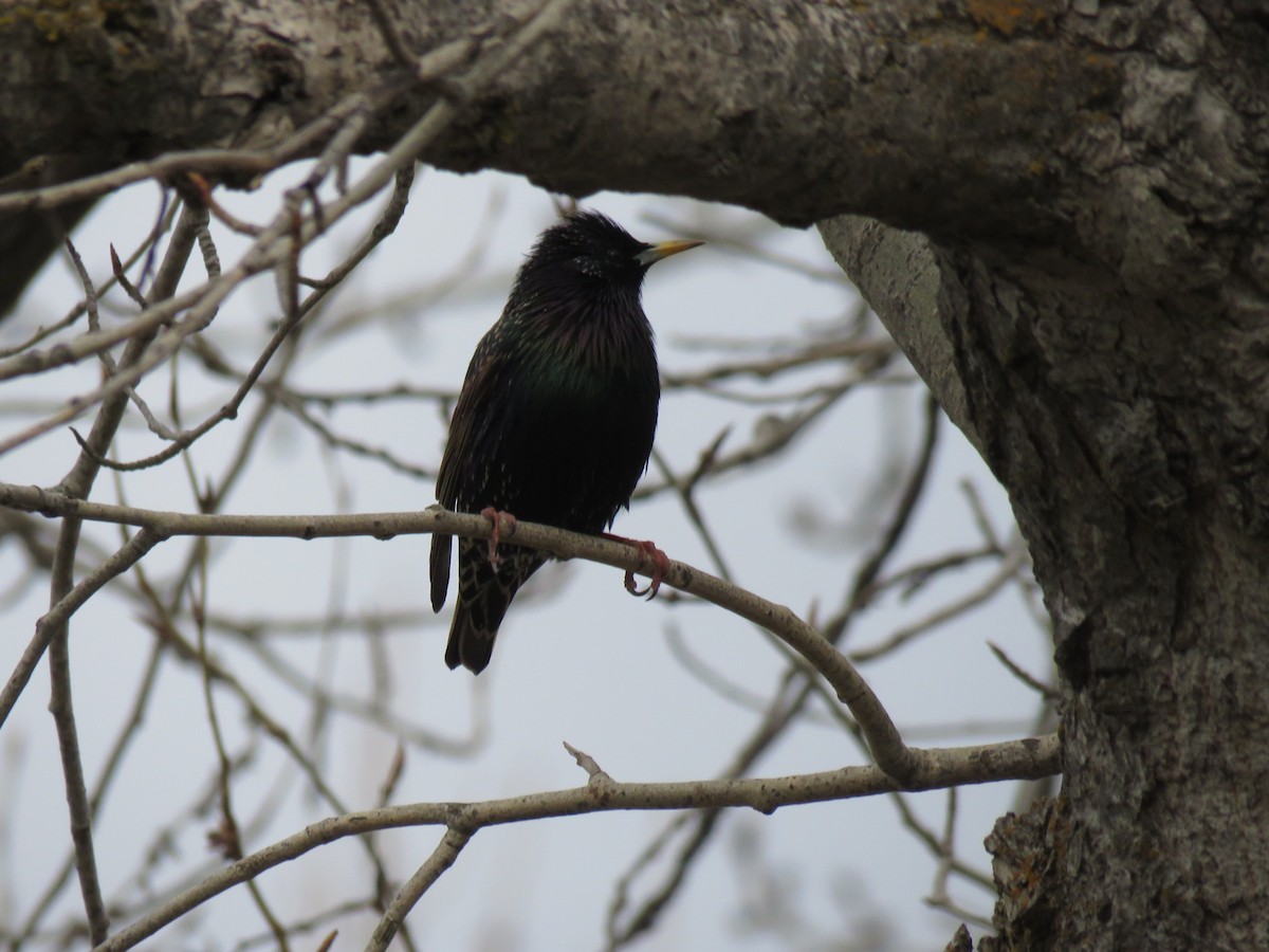 European Starling - ML617160289