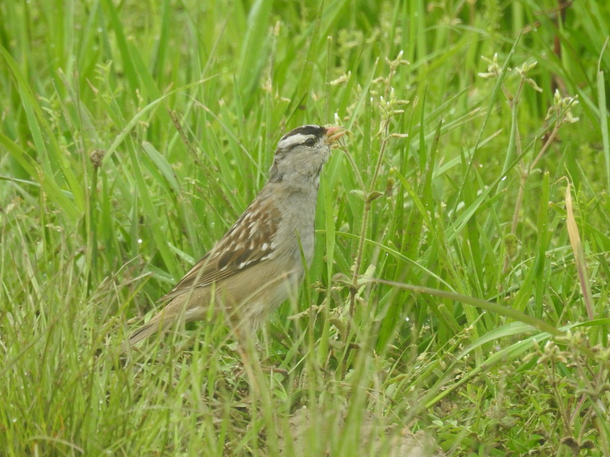 White-crowned Sparrow - ML617160315