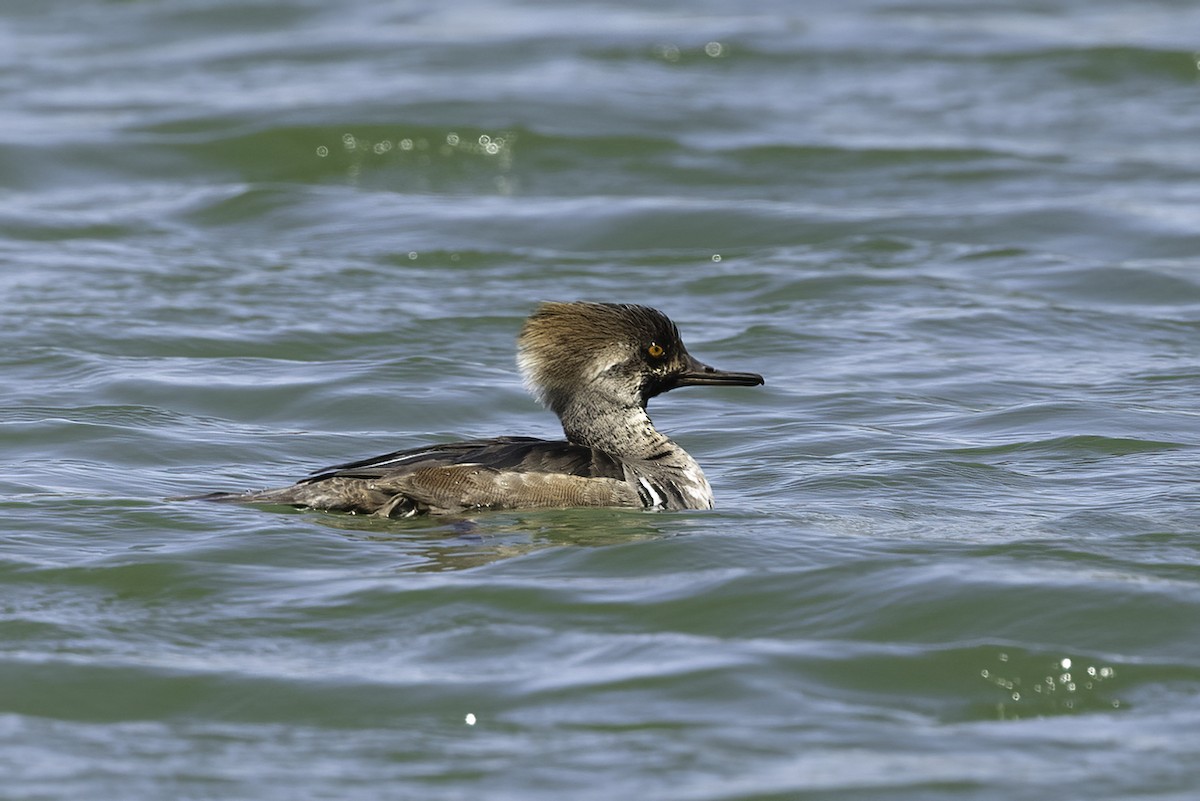 Hooded Merganser - ML617160319