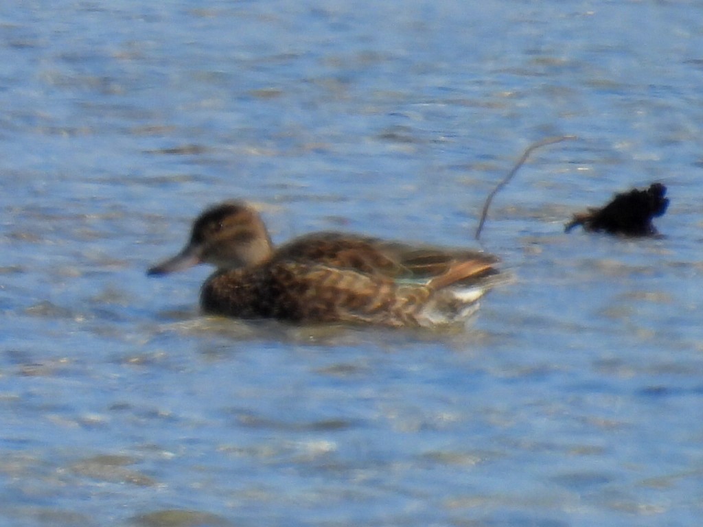 Green-winged Teal - ML617160347