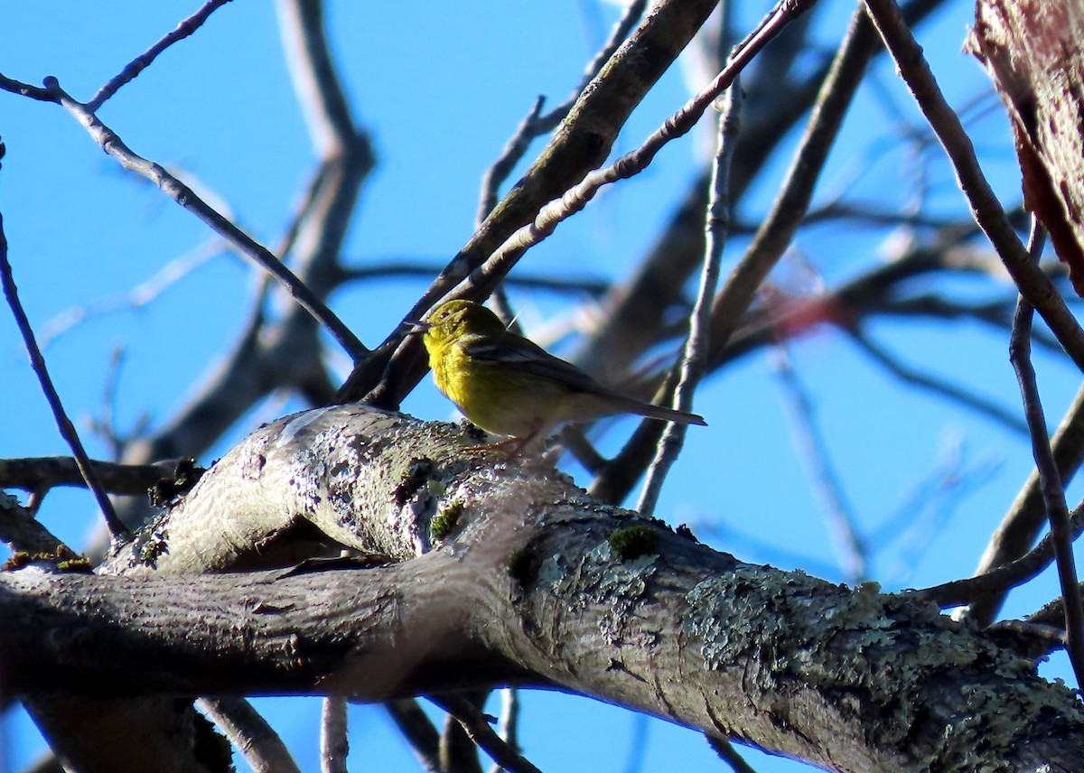 Pine Warbler - ML617160350