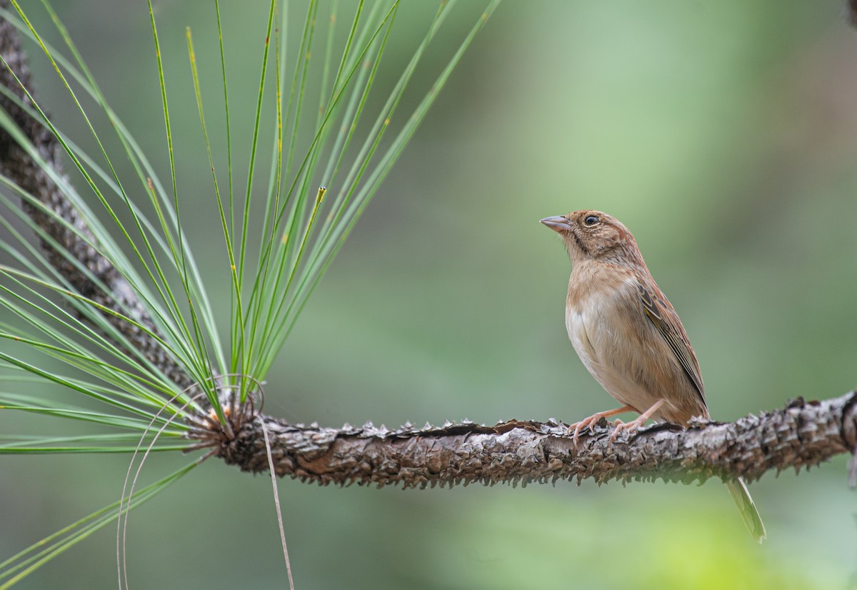 Bachman's Sparrow - ML617160366