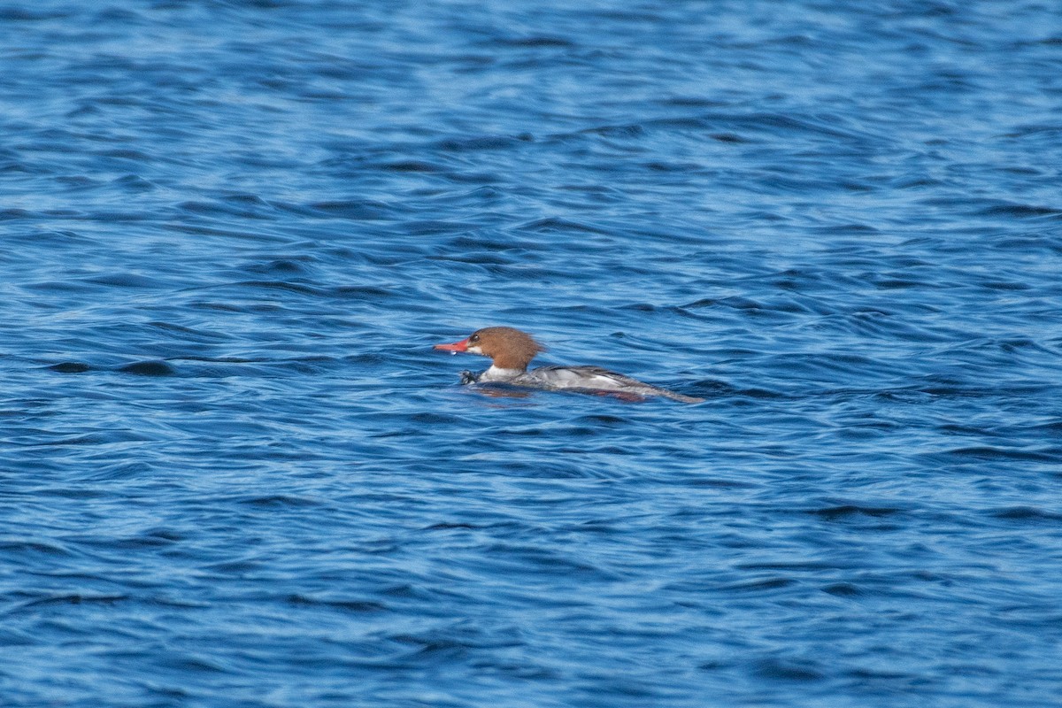 Common Merganser - ML617160389