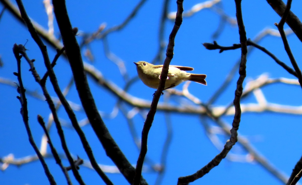 Ruby-crowned Kinglet - ML617160433