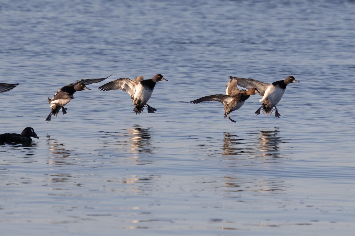 Greater Scaup - ML617160489