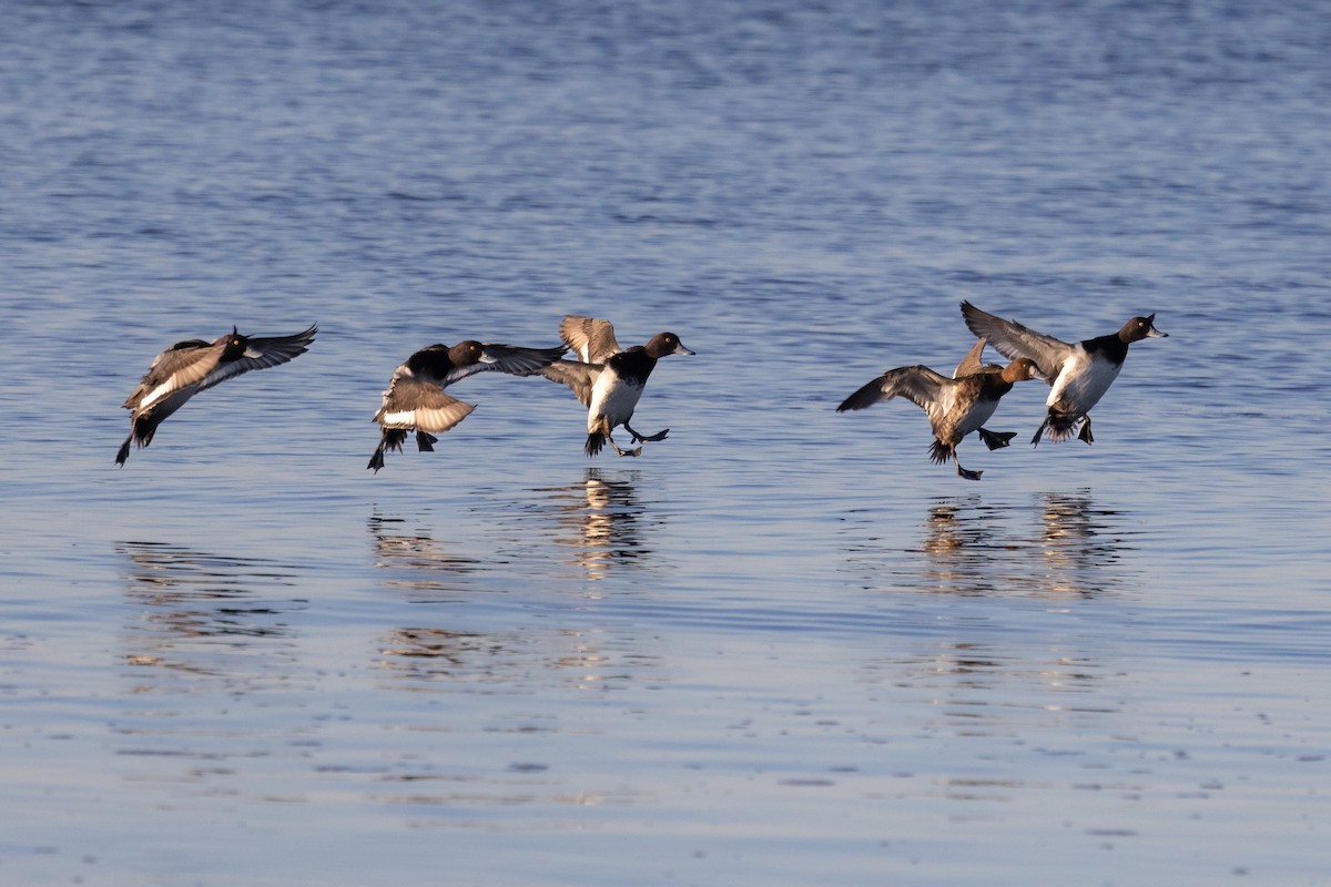 Greater Scaup - ML617160490