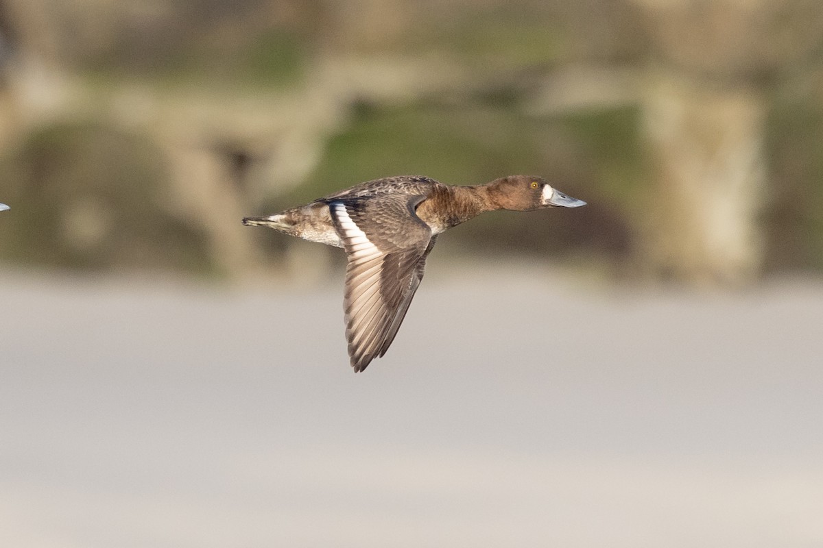 Lesser Scaup - Lewis Holmes