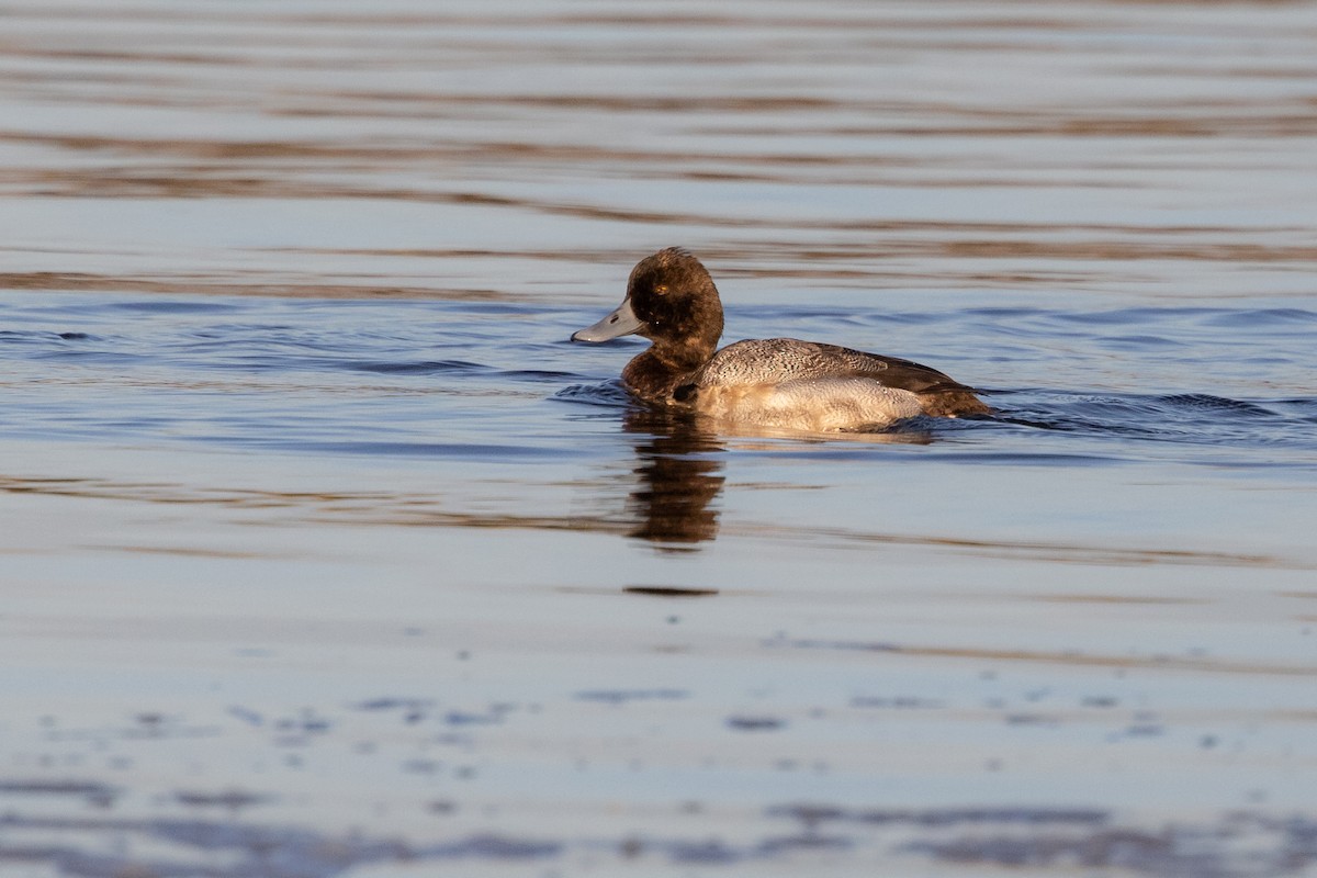 Lesser Scaup - Lewis Holmes