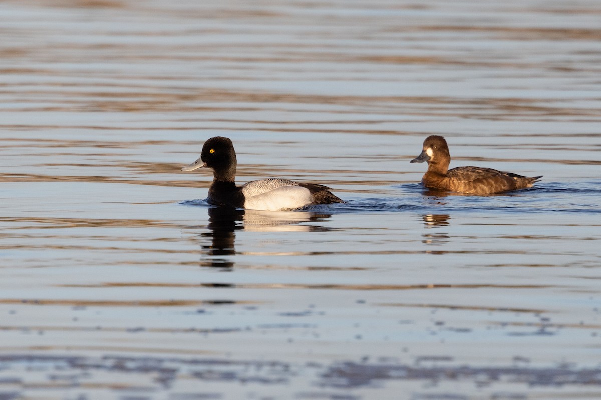 Lesser Scaup - Lewis Holmes