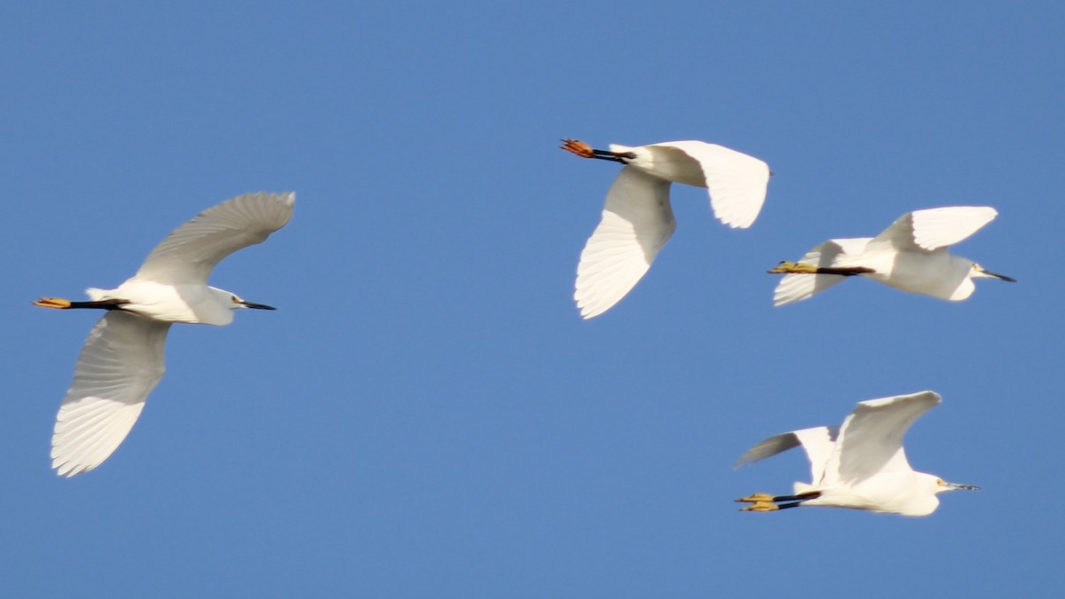 Snowy Egret - ML617160499