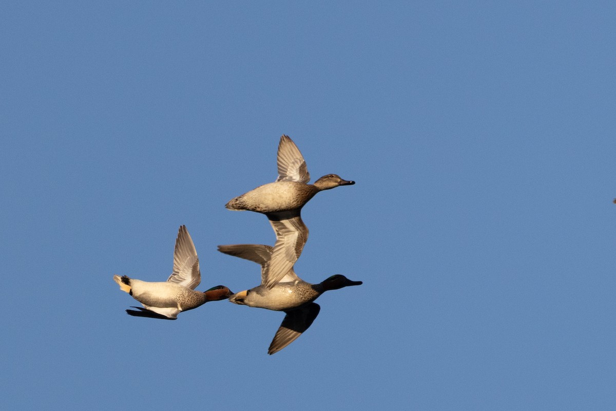 Green-winged Teal - ML617160502