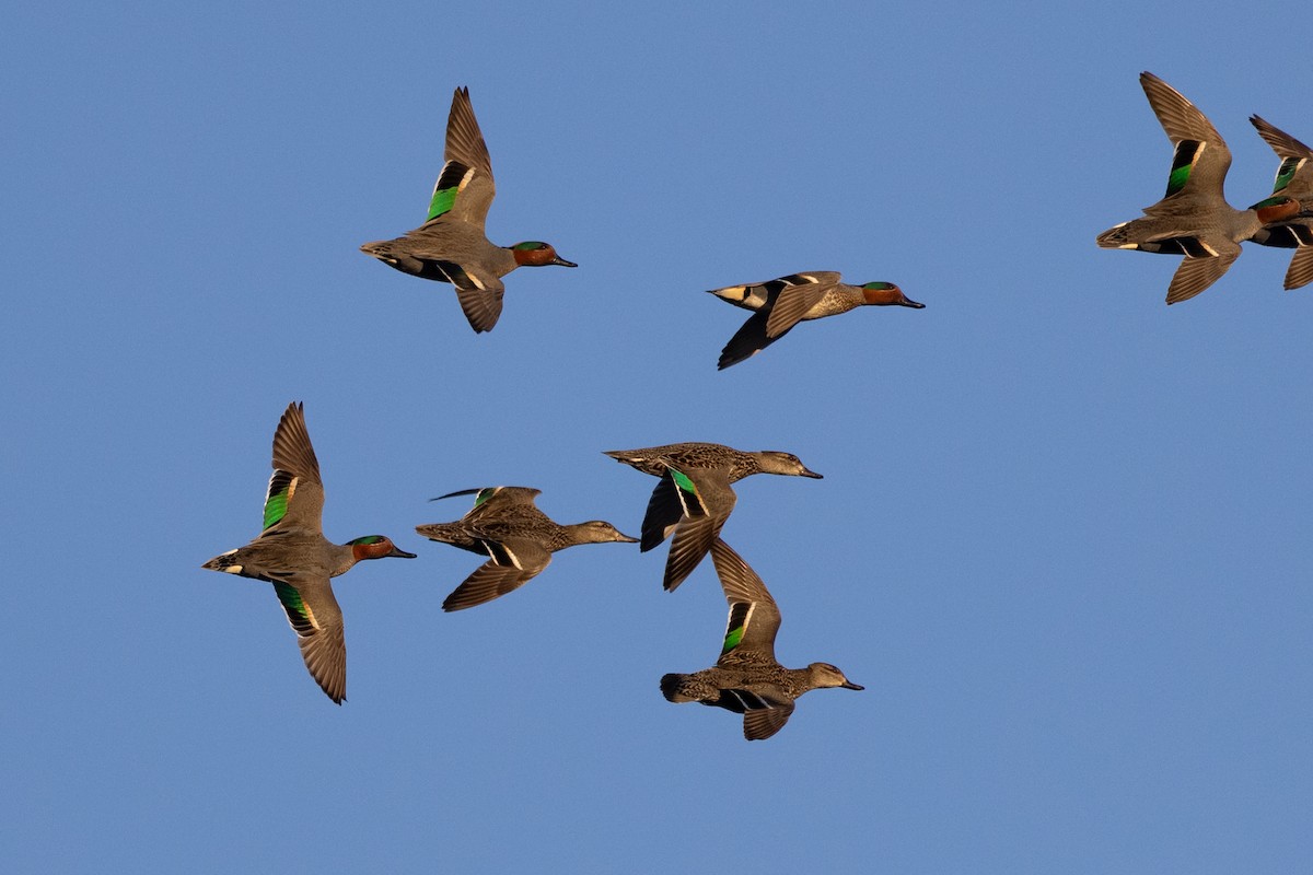 Green-winged Teal - ML617160503