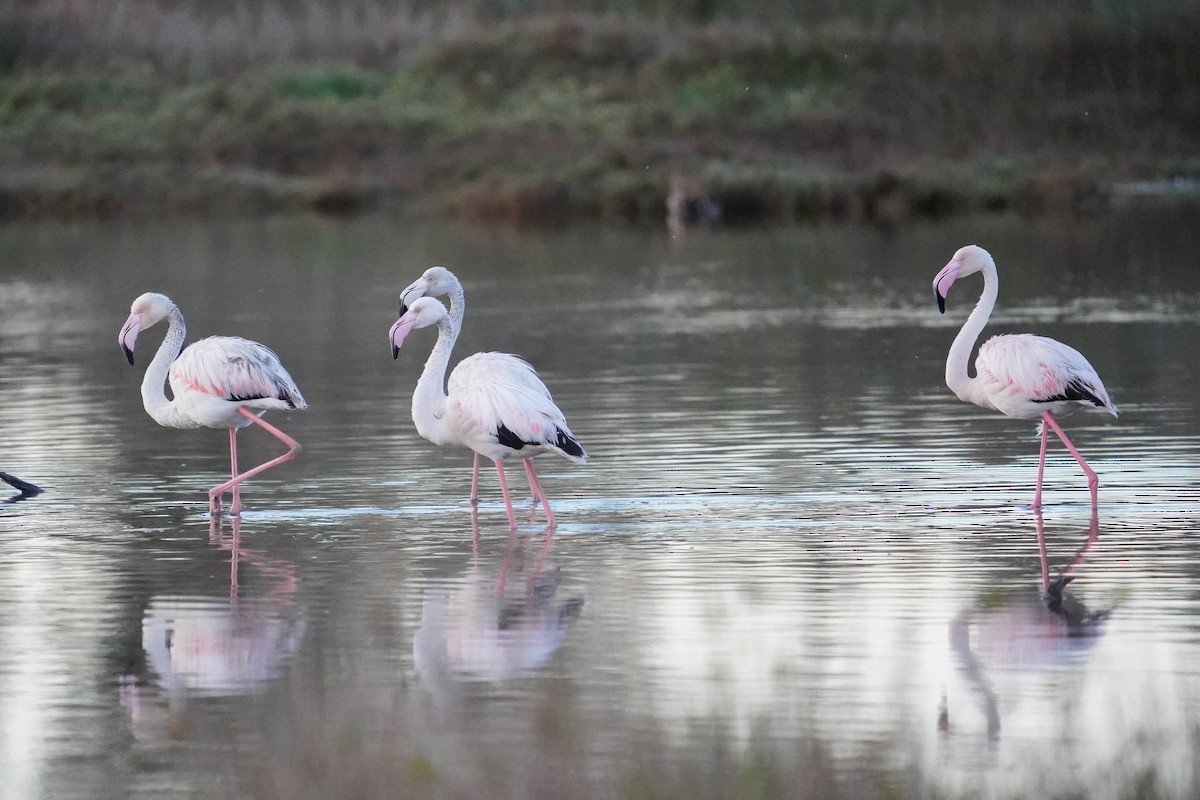 Greater Flamingo - Keegan Burke