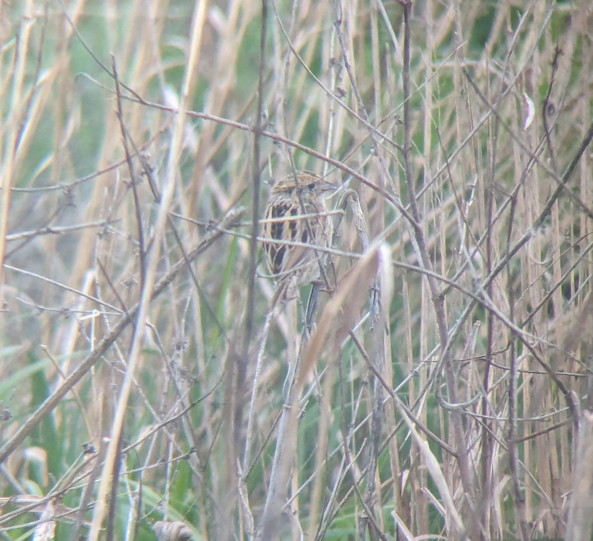 LeConte's Sparrow - Rachel Rusten