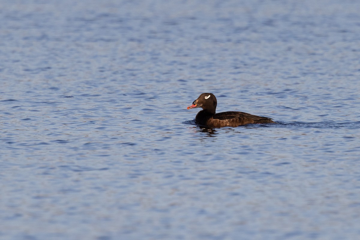 White-winged Scoter - ML617160541