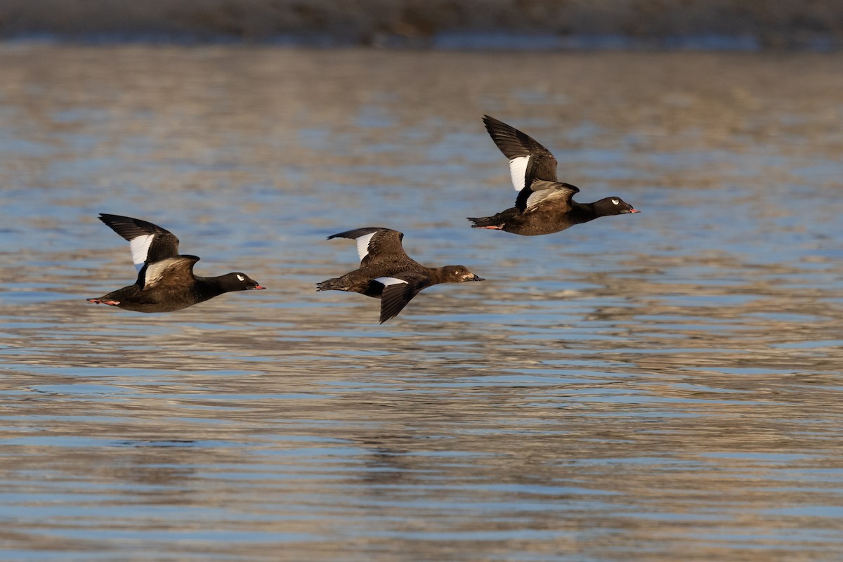 White-winged Scoter - ML617160543