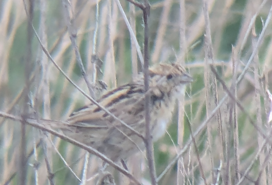 LeConte's Sparrow - Rachel Rusten