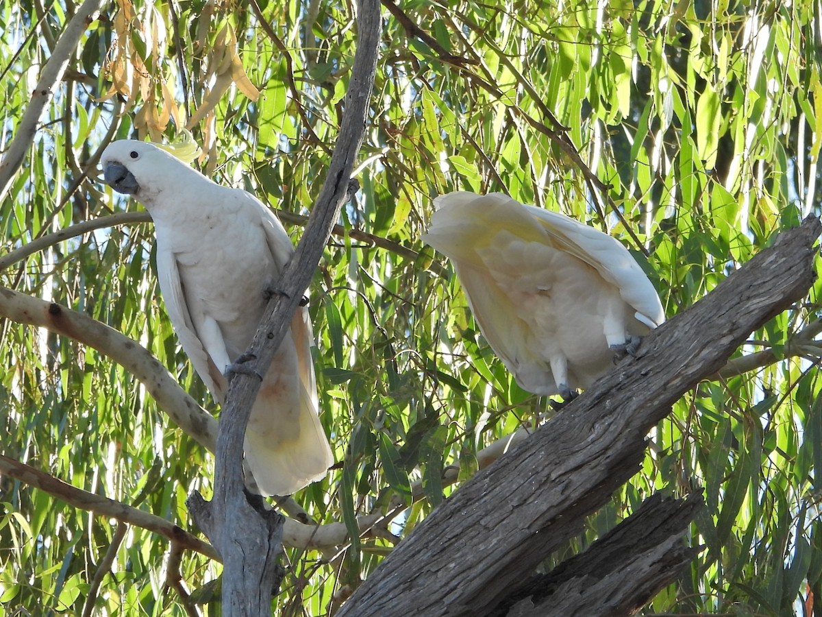 Cacatúa Galerita - ML617160551