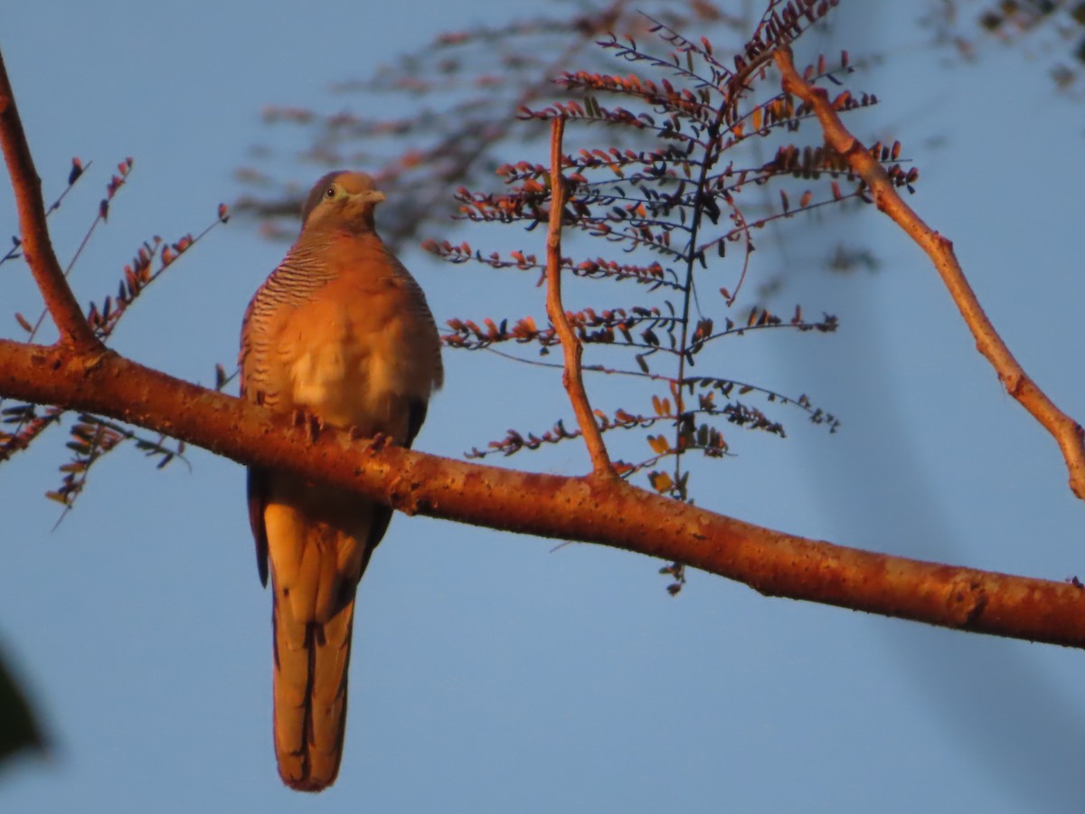 Zebra Dove - ML617160604