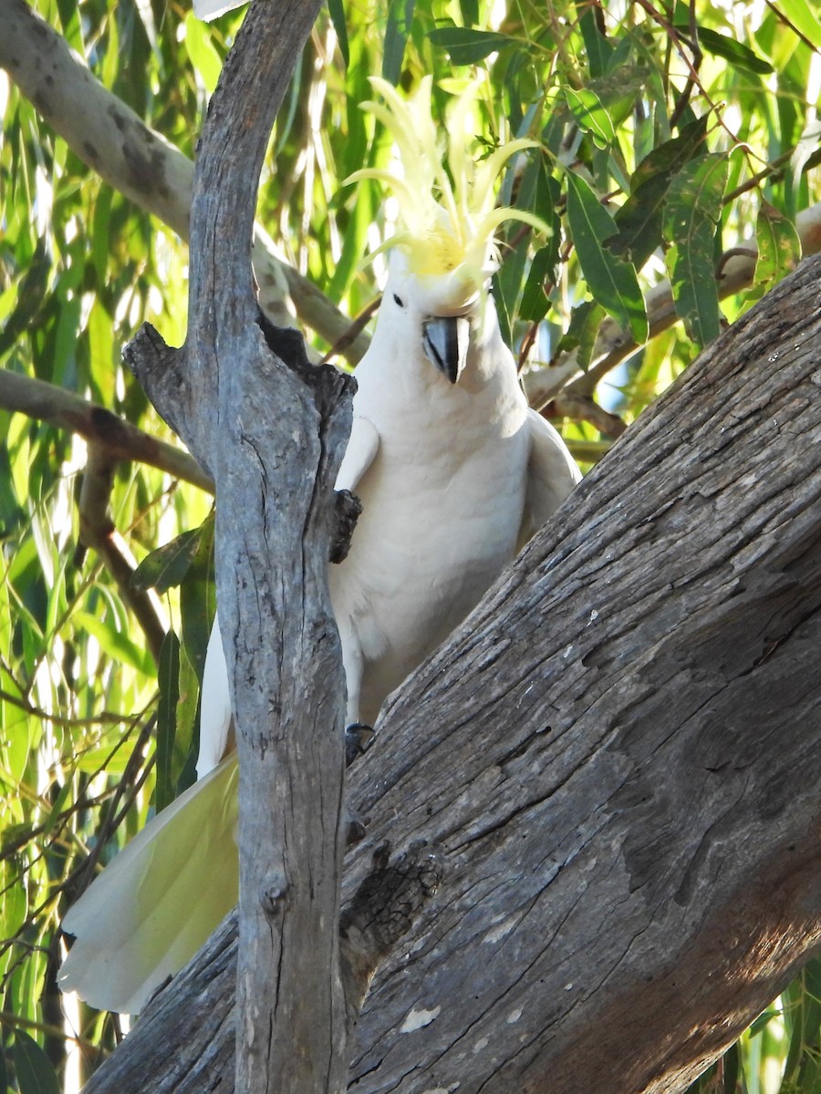 Cacatúa Galerita - ML617160651