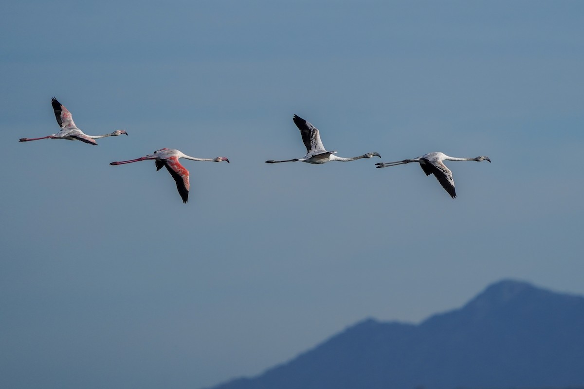 Greater Flamingo - Keegan Burke