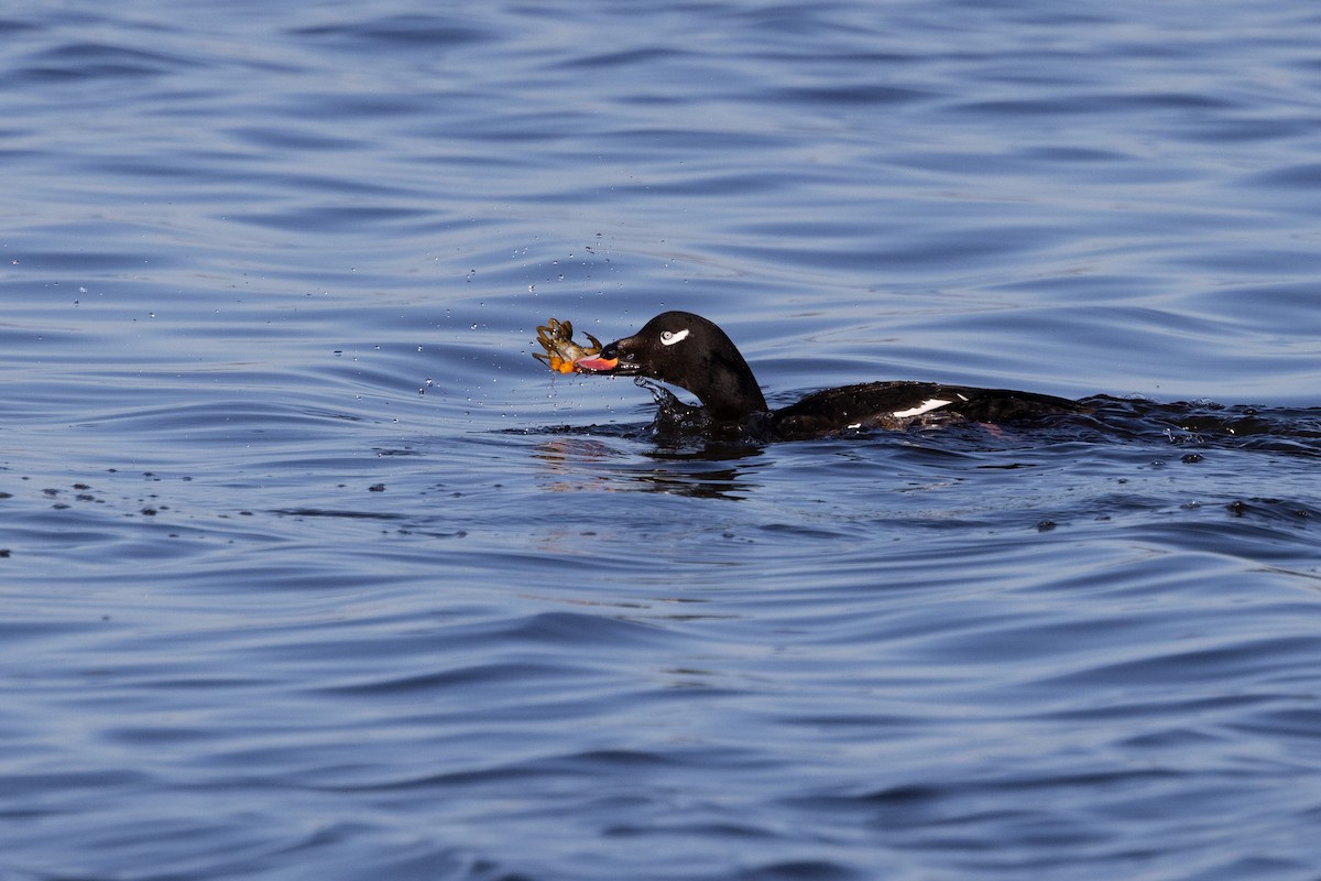 White-winged Scoter - ML617160750