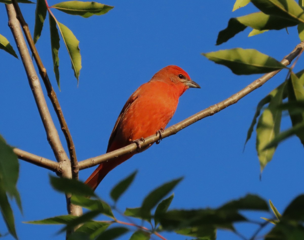 Hepatic Tanager - Paul Lehman