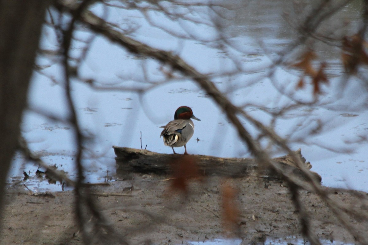 Green-winged Teal - Kirk Olson