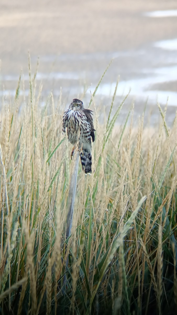 Chilean Hawk - ML617160825