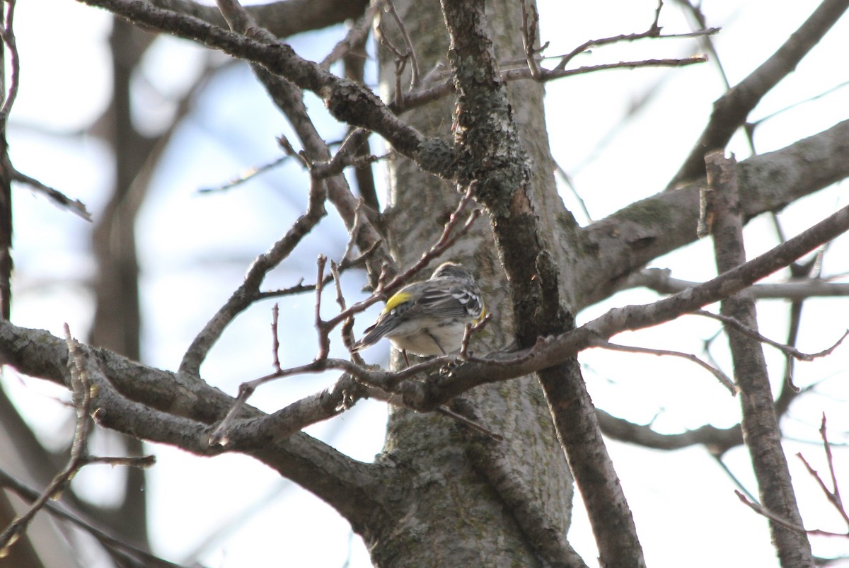 Yellow-rumped Warbler - ML617160827