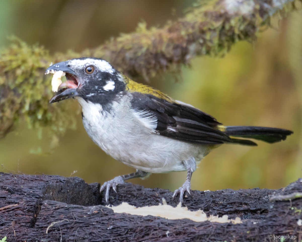 Black-winged Saltator - Jacqui Kaplan