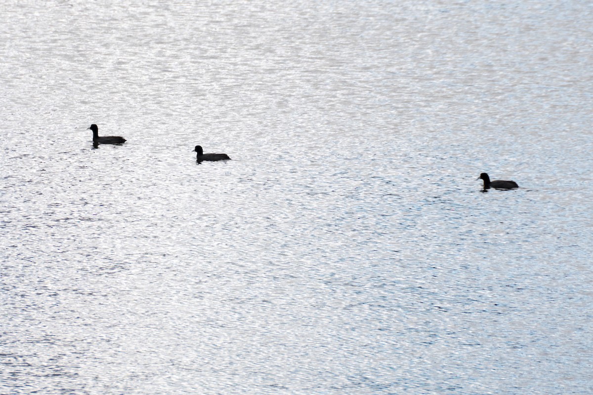 Eurasian Coot - ML617160851