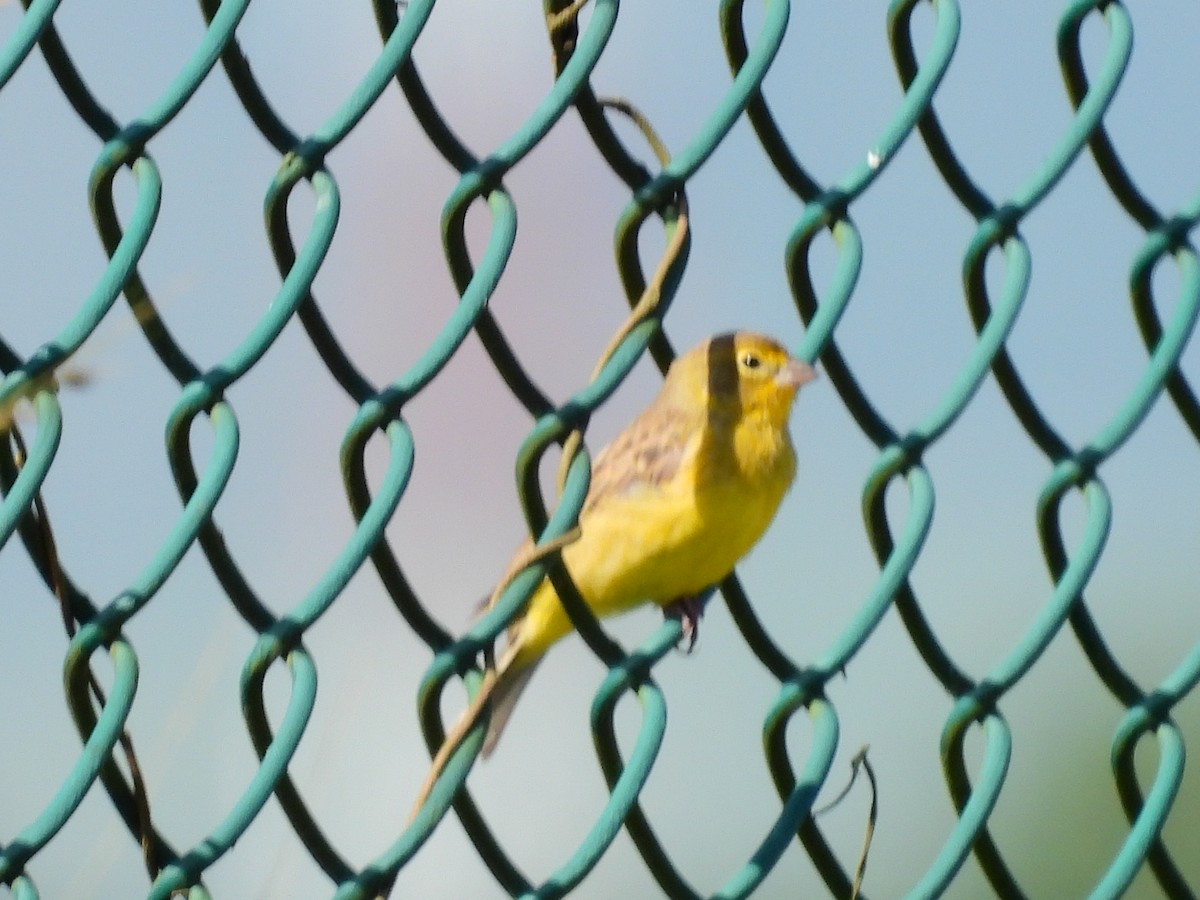 Grassland Yellow-Finch - ML617160859