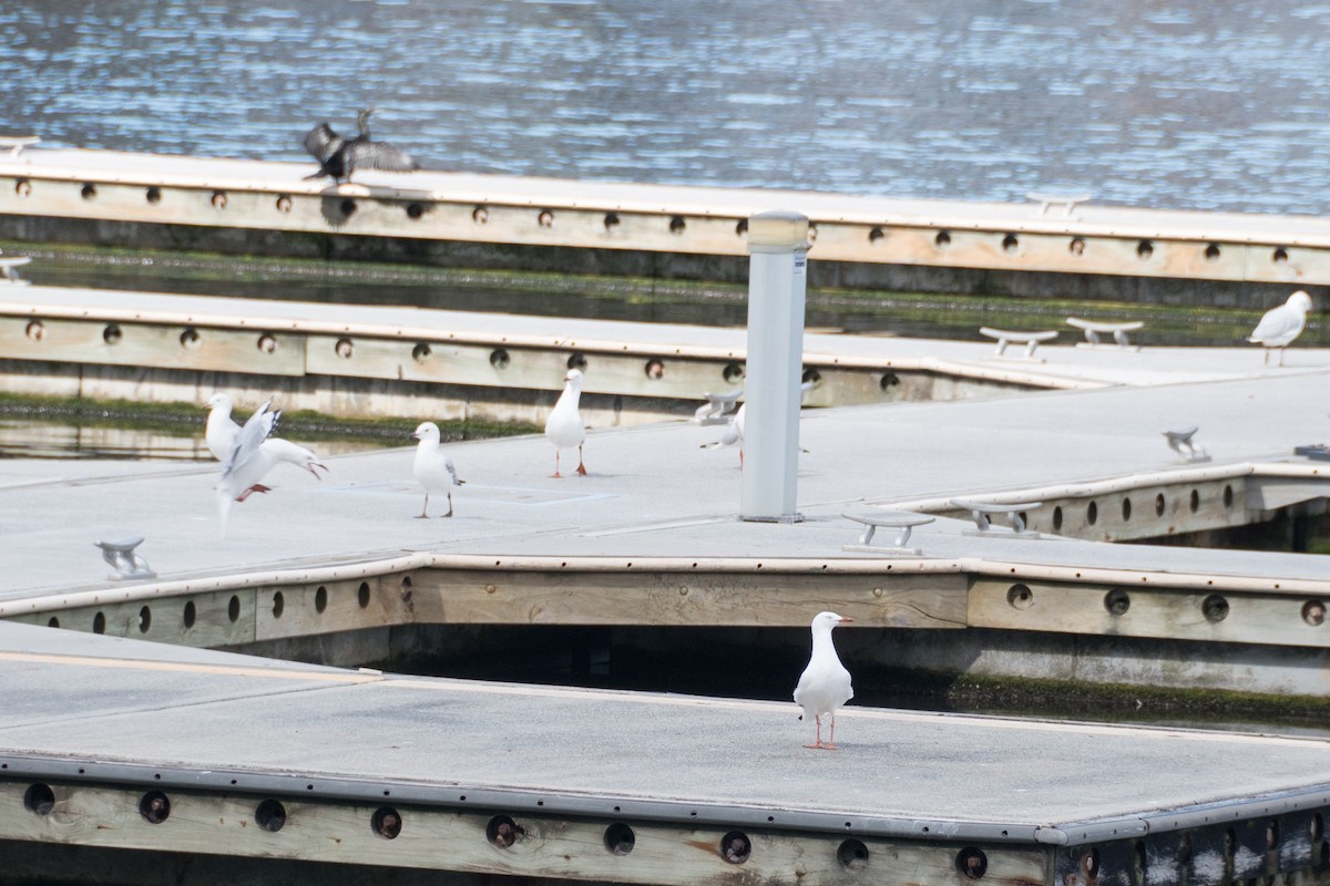 Mouette argentée - ML617160889