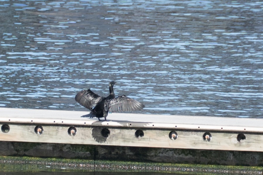 Little Black Cormorant - ML617160894