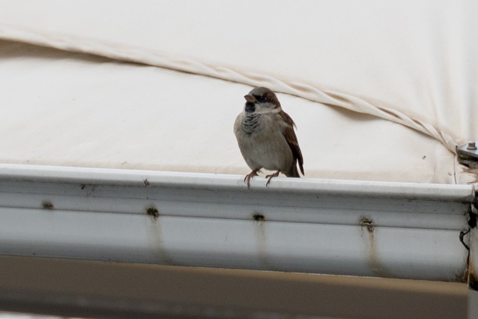 House Sparrow - ML617160895