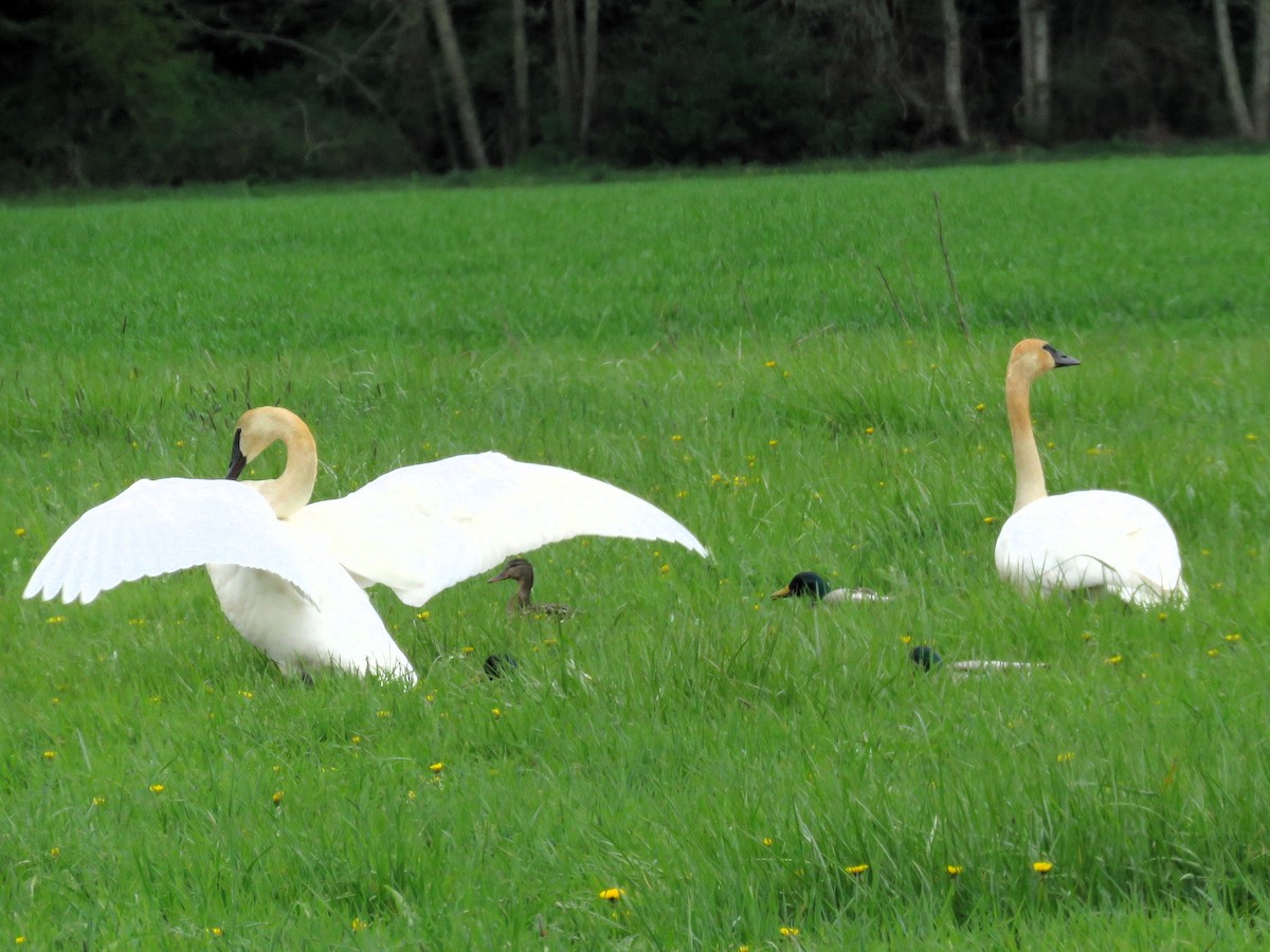 Trumpeter Swan - Michael Barry