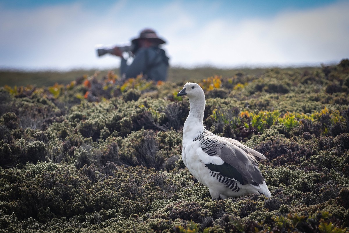 Upland Goose - ML617160931