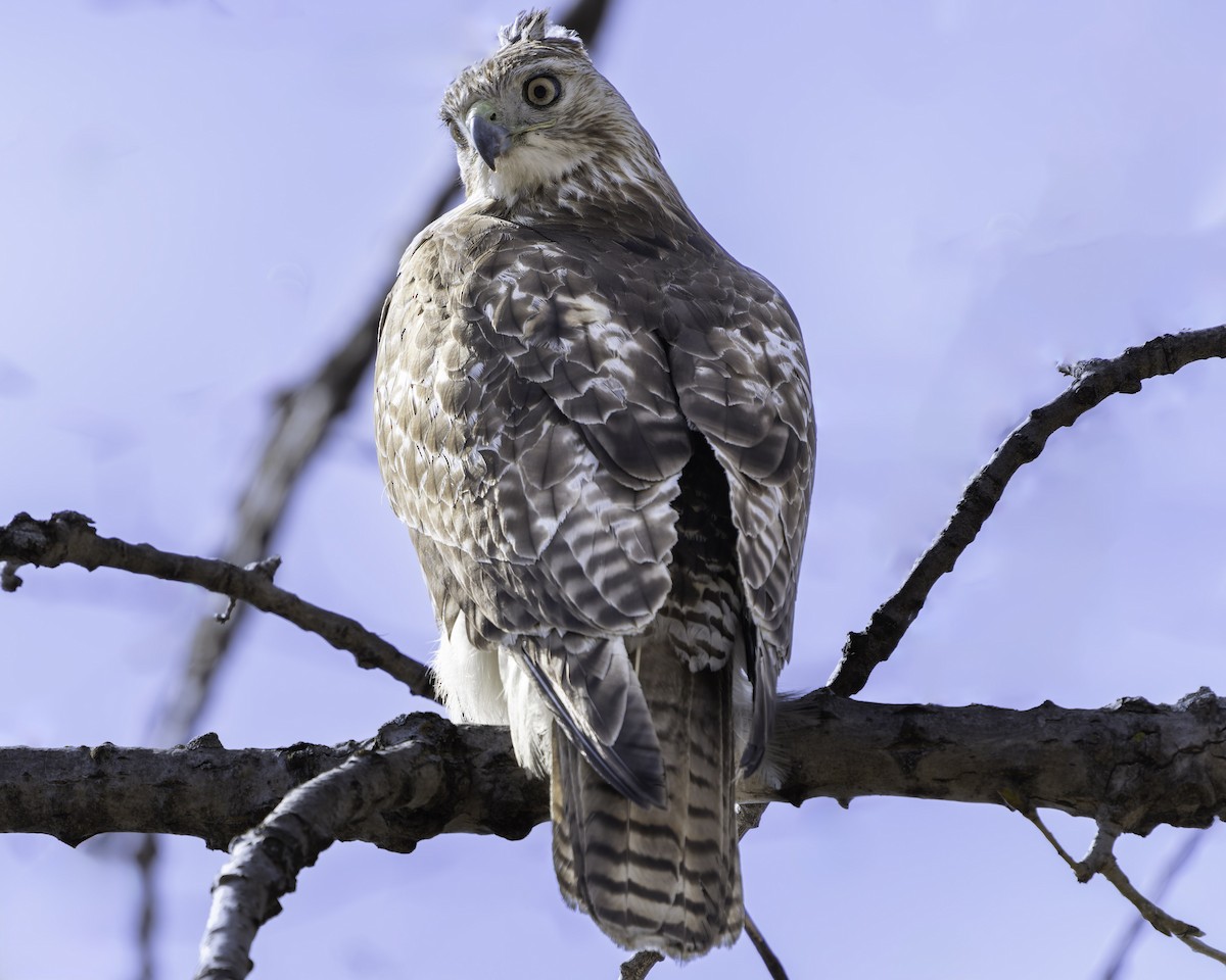 Red-tailed Hawk - ML617160963