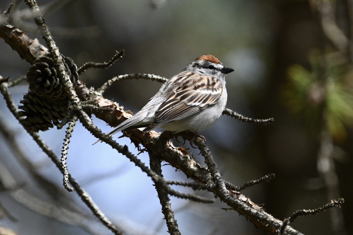 Chipping Sparrow - ML617161003