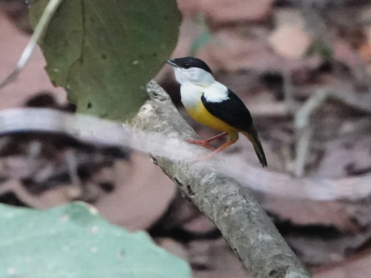 White-collared Manakin - ML617161006