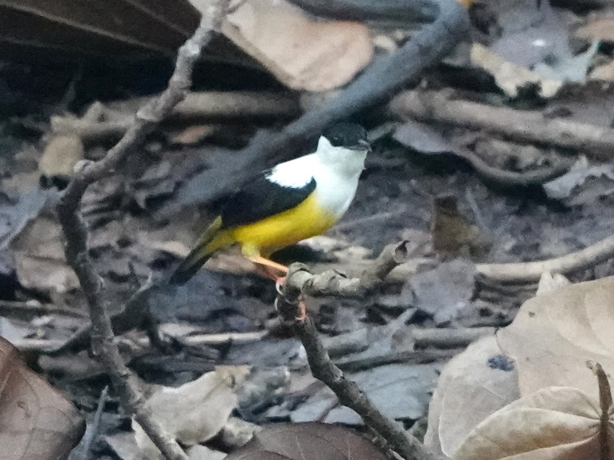 White-collared Manakin - ML617161007