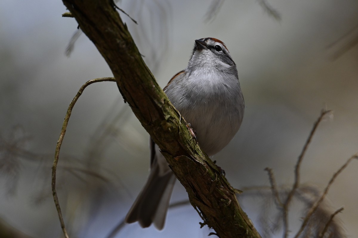 Chipping Sparrow - David Napravnik