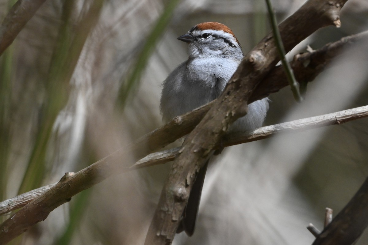 Chipping Sparrow - ML617161033