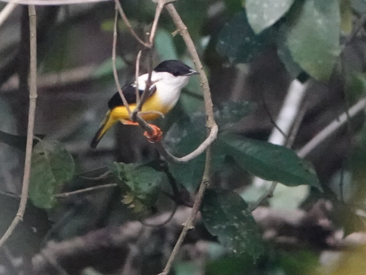 White-collared Manakin - ML617161040