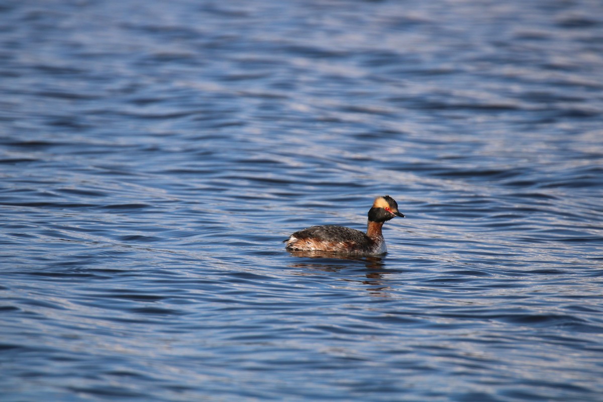 Horned Grebe - ML617161068