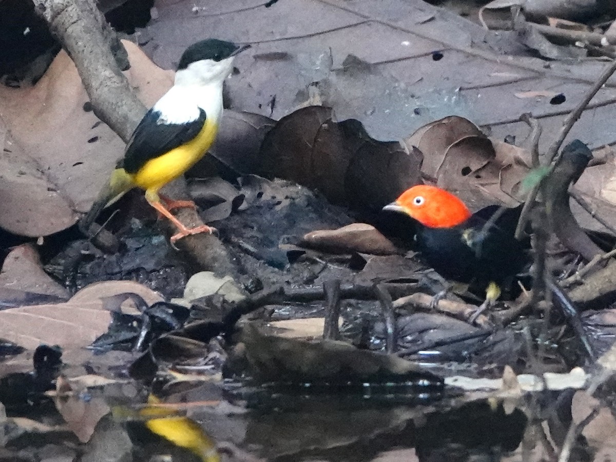 White-collared Manakin - ML617161080