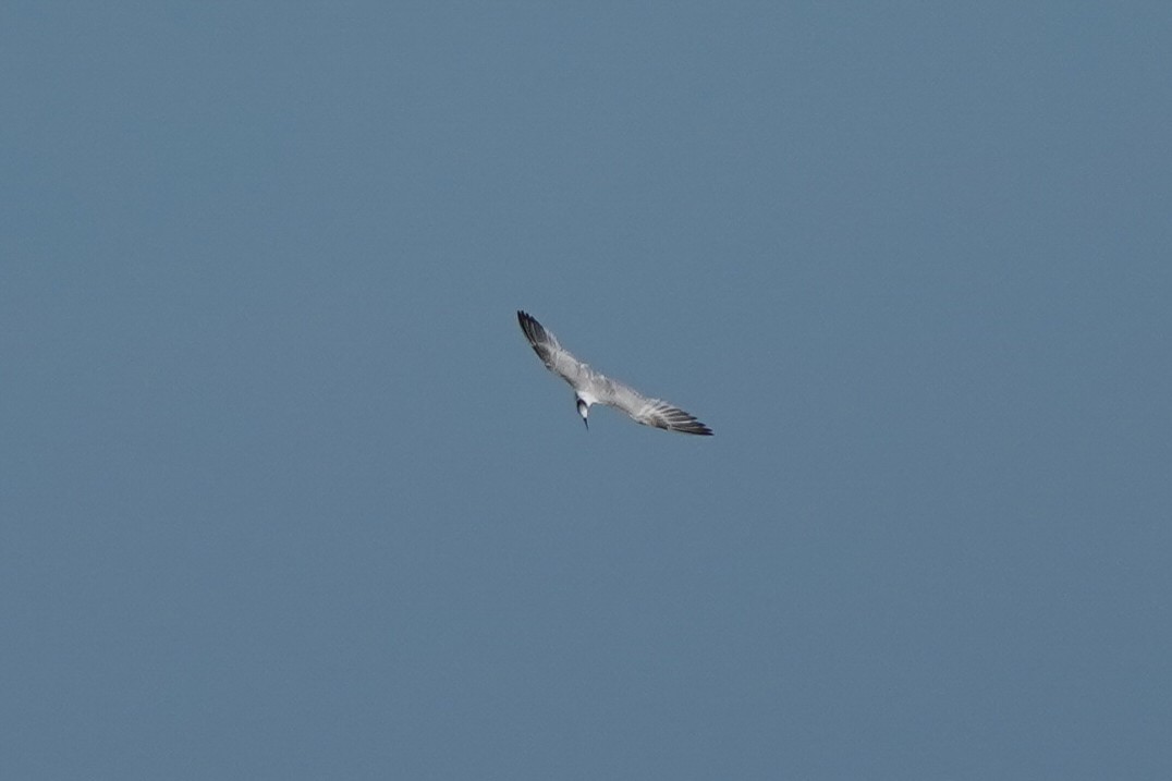 Sandwich Tern - Keegan Burke