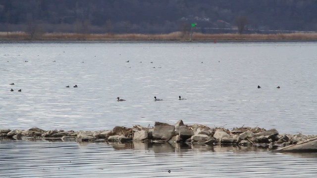 Red-breasted Merganser - ML617161096