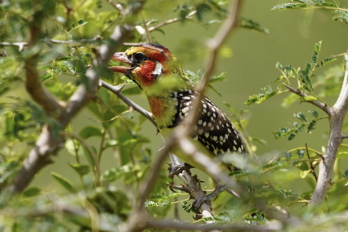 Red-and-yellow Barbet - Greg Hertler